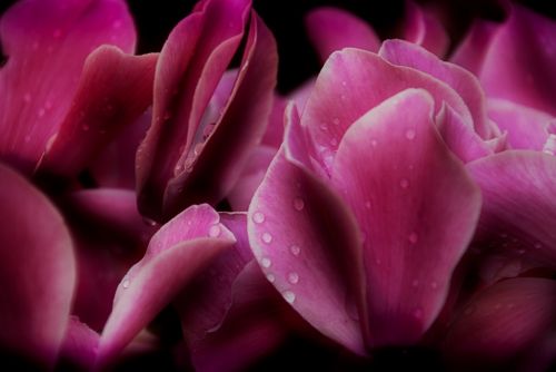 Fotografia de Rubn Lpez - Galeria Fotografica: Flores - Foto: 