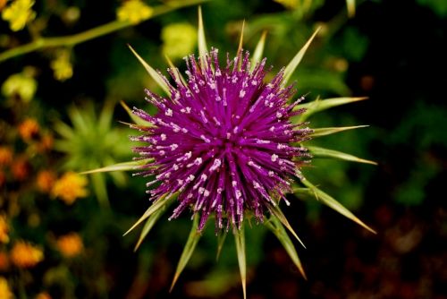 Fotografia de Rubn Lpez - Galeria Fotografica: Flores - Foto: 