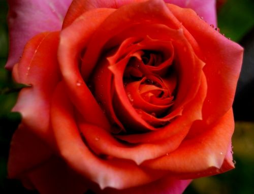 Fotografia de Rubn Lpez - Galeria Fotografica: Flores - Foto: 