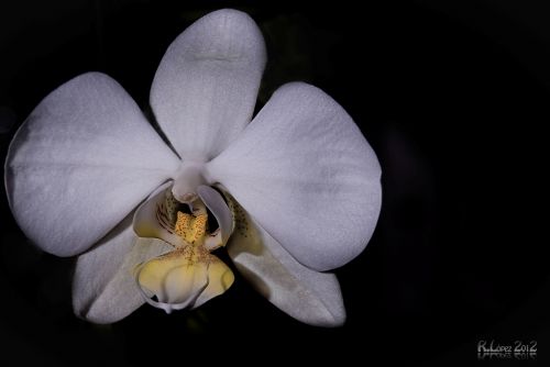 Fotografia de Rubn Lpez - Galeria Fotografica: Flores - Foto: 