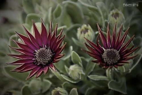 Fotografia de Rubn Lpez - Galeria Fotografica: Flores - Foto: 