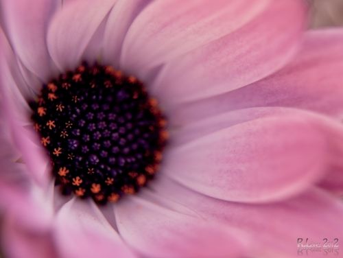 Fotografia de Rubn Lpez - Galeria Fotografica: Flores - Foto: 