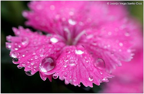 Fotografia de Juanjo Vega Santa-Cruz - Galeria Fotografica: FLORES - Foto: 