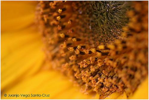 Fotografia de Juanjo Vega Santa-Cruz - Galeria Fotografica: FLORES - Foto: 