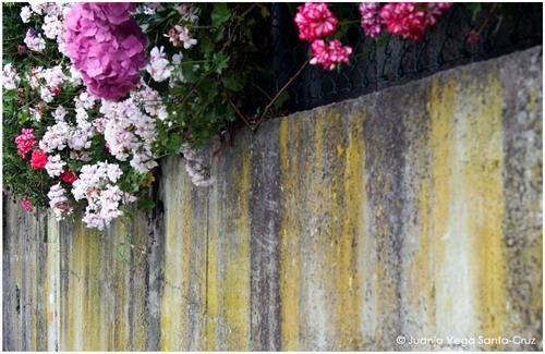 Fotografia de Juanjo Vega Santa-Cruz - Galeria Fotografica: FLORES - Foto: 