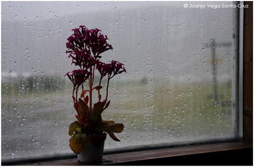 Fotografia de Juanjo Vega Santa-Cruz - Galeria Fotografica: FLORES - Foto: 