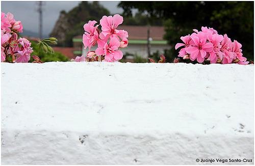 Fotografia de Juanjo Vega Santa-Cruz - Galeria Fotografica: FLORES - Foto: 