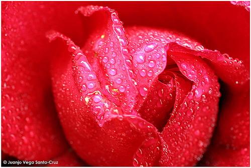 Fotografia de Juanjo Vega Santa-Cruz - Galeria Fotografica: FLORES - Foto: 