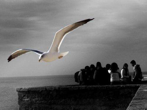 Fotografia de Luis Miguel - Galeria Fotografica: Aves Caleteras - Foto: al vuelo