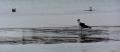 Fotos de Luis Miguel -  Foto: Aves Caleteras - en la orilla