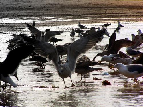 Fotografia de Luis Miguel - Galeria Fotografica: Aves Caleteras - Foto: lucha por el alimento