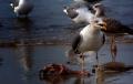 Fotos de Luis Miguel -  Foto: Aves Caleteras - sacando los 