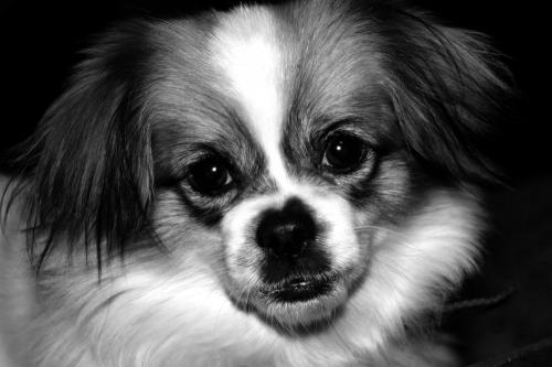 Fotografia de Daniel Sardo - Galeria Fotografica: Blanco y Negro - Foto: Mirada