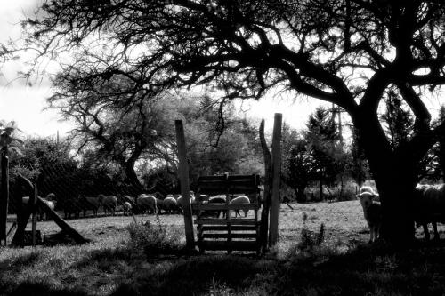 Fotografia de Daniel Sardo - Galeria Fotografica: Blanco y Negro - Foto: Tranquera