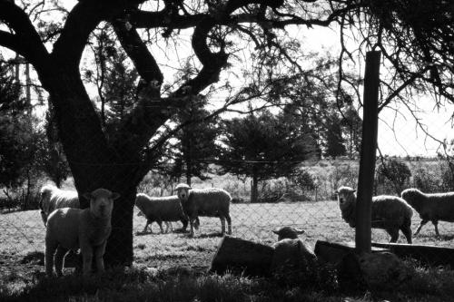 Fotografia de Daniel Sardo - Galeria Fotografica: Blanco y Negro - Foto: Corderos