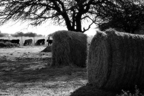 Fotografia de Daniel Sardo - Galeria Fotografica: Blanco y Negro - Foto: Atardecer tranquilo