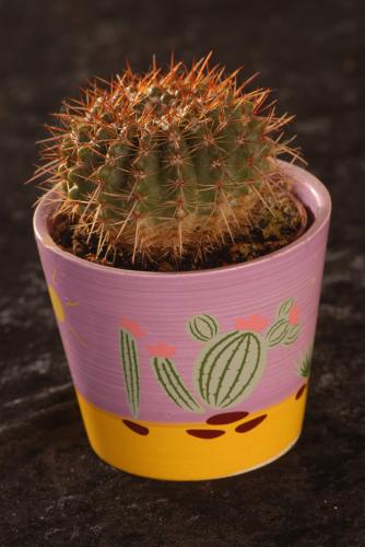 Fotografia de utopiadigital - Galeria Fotografica: bodegones - Foto: naturaleza muerta