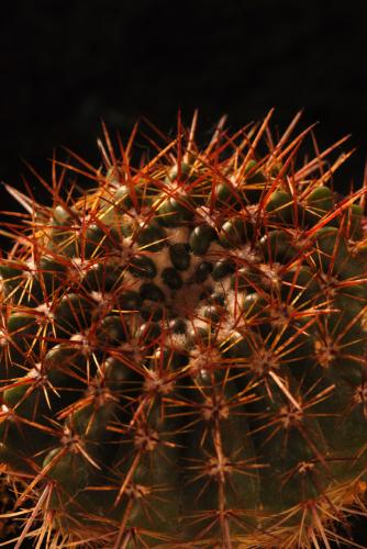 Fotografia de utopiadigital - Galeria Fotografica: bodegones - Foto: naturaleza muerta