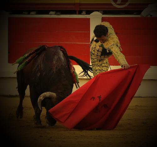 Fotografia de Valentn - Galeria Fotografica: Tauromaquia - Foto: Antonio Ferrera									Toro							