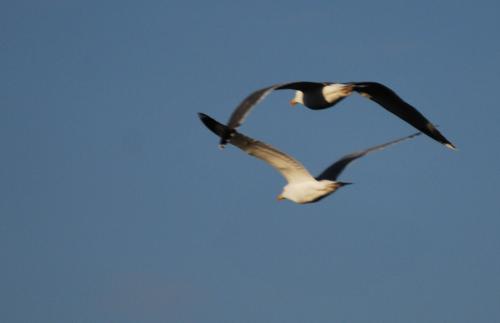 Fotografia de bar gure-toki - Galeria Fotografica: medio dia o medio noche - Foto: Corazon de enamorados al vuelo