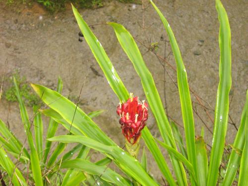 Fotografia de Armand - Galeria Fotografica: Viajes - Foto: Flor				