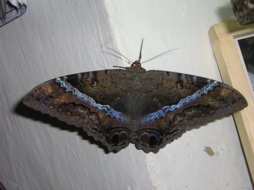 Fotografia de Armand - Galeria Fotografica: Viajes - Foto: Mariposa?								