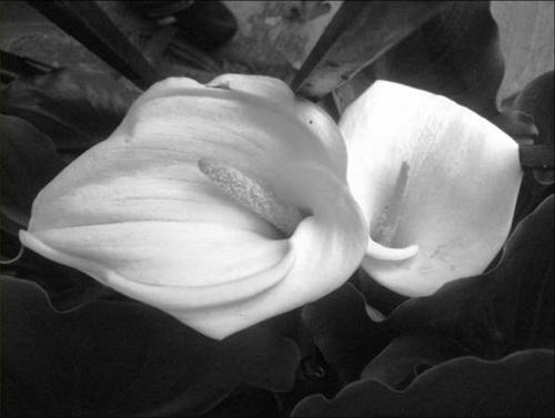 Fotografia de Andr� Fezlo - Galeria Fotografica: Naturaleza - Foto: Dualidad natural