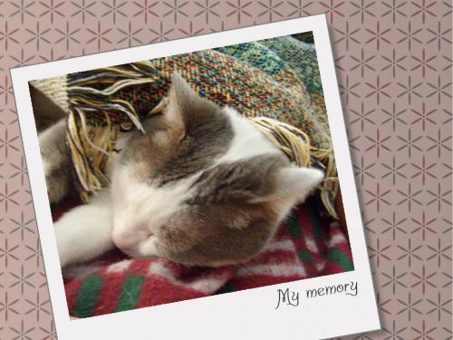 Fotografia de abrahamms60 - Galeria Fotografica: Mis Fotos De Gatos - Foto: Sara 1