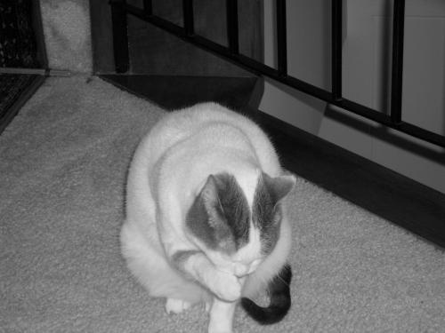 Fotografia de abrahamms60 - Galeria Fotografica: Mis Fotos De Gatos - Foto: Sara 2