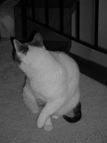 Fotografia de abrahamms60 - Galeria Fotografica: Mis Fotos De Gatos - Foto: Sara 3