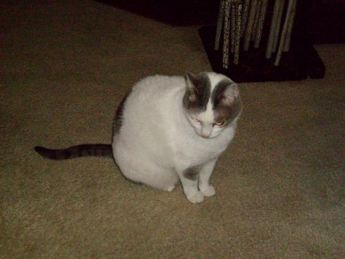 Fotografia de abrahamms60 - Galeria Fotografica: Mis Fotos De Gatos - Foto: Sara 4