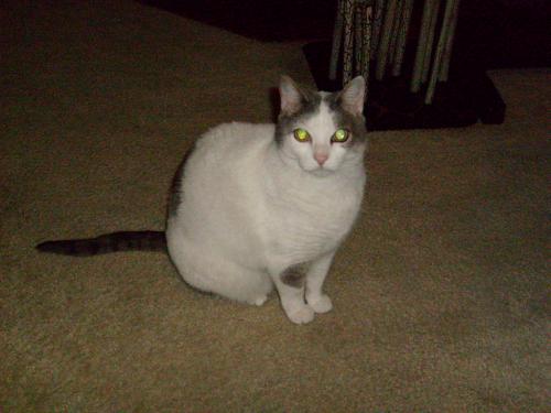 Fotografia de abrahamms60 - Galeria Fotografica: Mis Fotos De Gatos - Foto: Sara 5