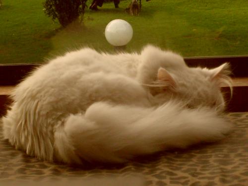 Fotografia de abrahamms60 - Galeria Fotografica: Mis Fotos De Gatos - Foto: Henry 2