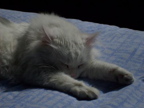 Fotografia de abrahamms60 - Galeria Fotografica: Mis Fotos De Gatos - Foto: Henry 3