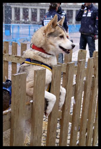 Fotografia de MILLER - Galeria Fotografica: PIRENA 2009 - Foto: PIRENA EN MADRID							