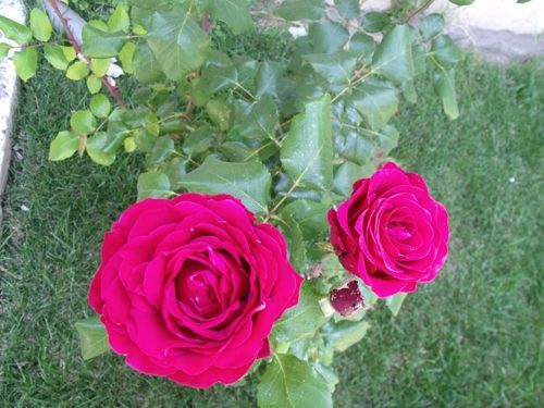 Fotografia de hans muoz g. - Galeria Fotografica: flores - Foto: rosas rojas
