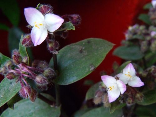 Fotografia de hans muoz g. - Galeria Fotografica: flores - Foto: pequeas