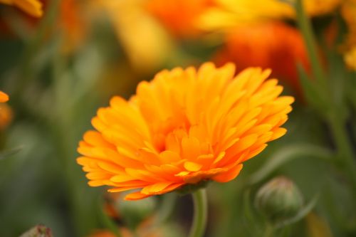 Fotografia de DarelDark - Galeria Fotografica: Natura - Foto: Variaciones naranjas I