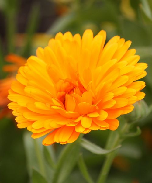 Fotografia de DarelDark - Galeria Fotografica: Natura - Foto: Variaciones naranjas II