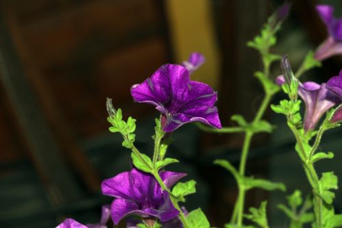 Fotografia de DarelDark - Galeria Fotografica: Natura - Foto: Violante I