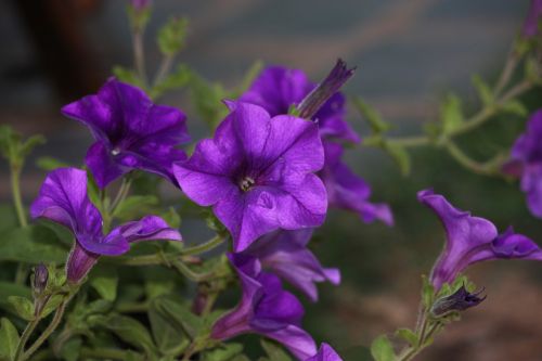 Fotografia de DarelDark - Galeria Fotografica: Natura - Foto: Violante II