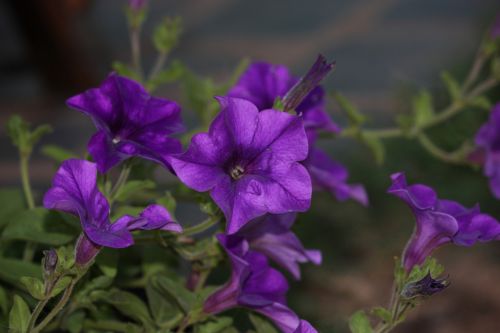 Fotografia de DarelDark - Galeria Fotografica: Natura - Foto: Violante III