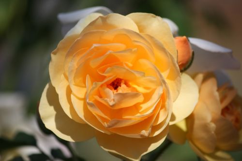 Fotografia de DarelDark - Galeria Fotografica: Natura - Foto: Rosa