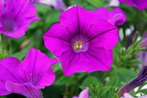 Fotografia de DarelDark - Galeria Fotografica: Natura - Foto: Paraguas