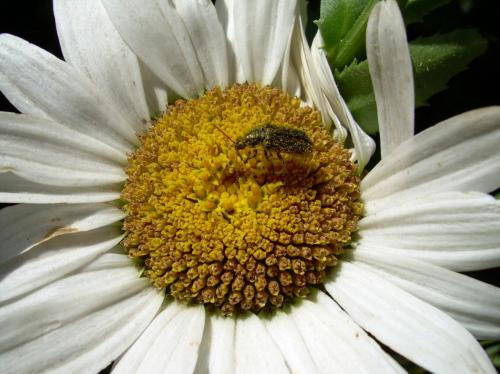 Fotografia de Bruno - Galeria Fotografica: Macros - Foto: bao de polen