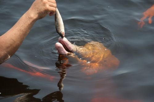 Fotografia de digifoto - Galeria Fotografica: Manaos - Brasil - Foto: 