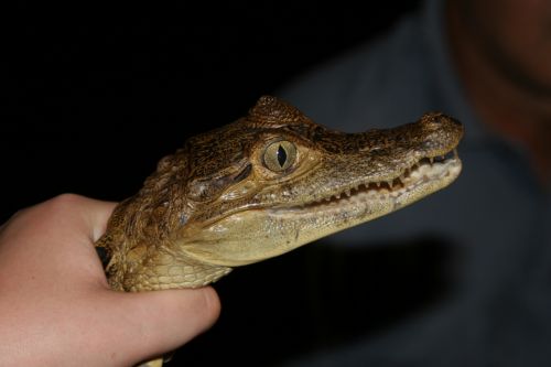 Fotografia de digifoto - Galeria Fotografica: Manaos - Brasil - Foto: 