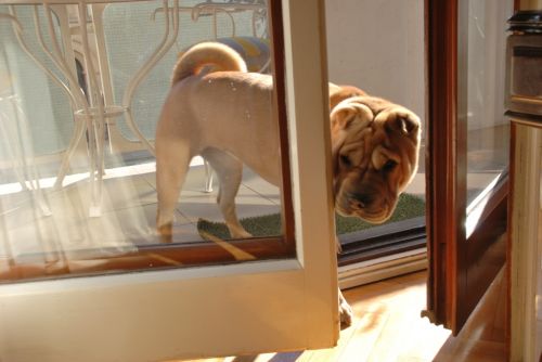 Fotografia de Luc�a  - Galeria Fotografica: La Granja y perrito - Foto: Perrita curiosona