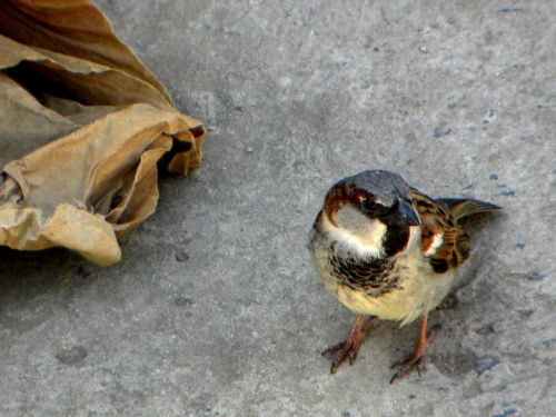 Fotografia de FerGaroni - Galeria Fotografica: Empezando en esto. - Foto: Gorrion.