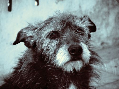 Fotografia de FerGaroni - Galeria Fotografica: Empezando en esto. - Foto: Negra triste.